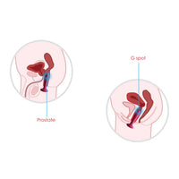 Thumbnail for Svakom - Primo Warming Remote Controlled Prostate or G-Spot Probe - Red Wine - Stag Shop